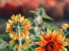 -花开海上生态园