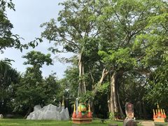 -瑞丽独树成林风景区