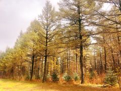 -塞罕坝国家级自然保护区