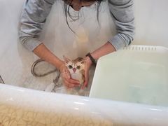 -momokira米努特·德文卷毛猫·棉花面纱犬