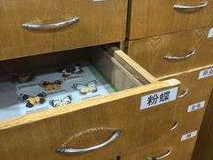 -上海大自然野生昆虫馆(东方明珠·爬宠昆虫探索中心)
