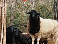 -鄂尔多斯野生动物园