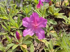 -鲜芋仙(宝地广场店)