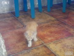 猫-Sirena海妖日咖夜酒