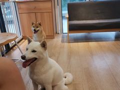 -南京Hallo宠物乐园·哈罗犬舍·柴犬繁育基地