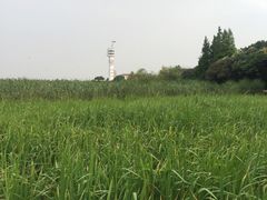 -吴淞炮台湾湿地森林公园烧烤区
