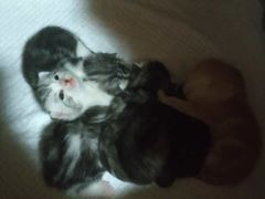 -菲尔斯特宠物医院