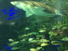 -瑞普利水族馆