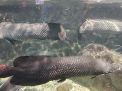 -太平洋海底世界