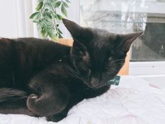 -猫小院猫主题咖啡厅(北锣店)