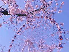 -顾村公园