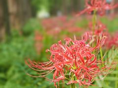 -黄海国家森林公园