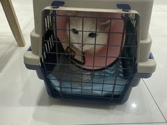 -乐嘟嘟宠物医院