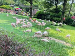 -广州长隆飞鸟乐园