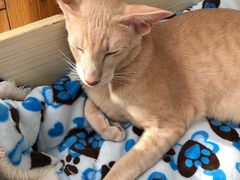 -猫小院猫主题咖啡厅(北锣店)