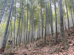 -上海佘山国家森林公园天马山园