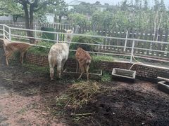 -丽泽山庄·生态怀柔菜·虹鳟鱼(红螺寺店)