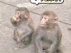 -苏州上方山国家森林公园