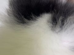 -瑞鹏宠物医院·夜间急症·心超·猫科(祖庙分店)