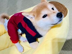 -逗柴咖啡屋·狗咖猫咖宠物桌游