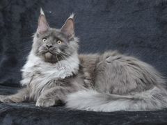 -十年猫舍·猫咪专门店(普陀店)