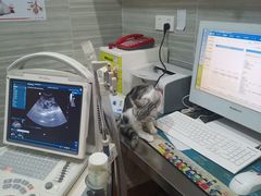 -瑞派名望志远动物医院·猫科·內科·异宠专科(直港大道店)