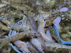 -聚盛源蒸汽海鲜火锅烤肉自助(巨川金海岸购物广场店)