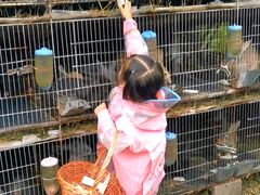 -樂桃源奉贤黄桃种植采摘基地