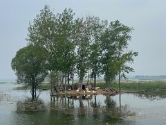 -微山湖红荷湿地景区