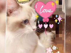 -Bastet sally猫舍购宠(静安店)
