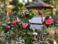 -深圳国际园林花卉博览园