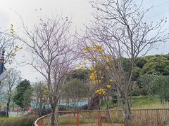 -梧桐山风景名胜区