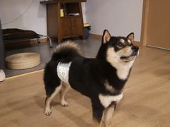 -南京Hallo宠物乐园·哈罗犬舍·柴犬繁育基地