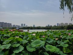-洛阳市隋唐城遗址植物园
