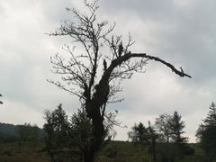 -硗碛藏寨·神木垒景区