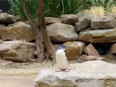 -费瑟代尔野生动物园