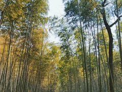 -大奇山国家森林公园