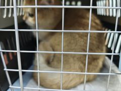 -宠福鑫动物医院(城北分院)