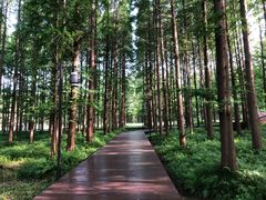 -黄海国家森林公园