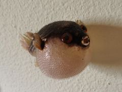 -天正河鲀·河豚亭(大连店)