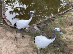 -西霞口神雕山野生动物世界