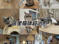 -楼上猫咖(罗湖店)