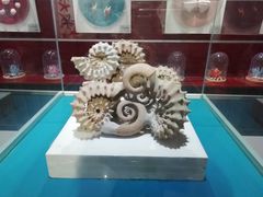 -青岛贝壳博物馆
