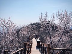 -大岭沟猕猴桃谷风景区