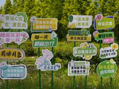 -荷花荡