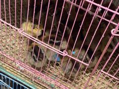 -青石桥花鸟鱼虫市场(叠翠城店)