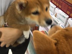 -创凡宠物医院·骨专科  猫科中心(西乡分院)