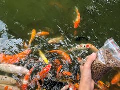 -珠海圆明新园