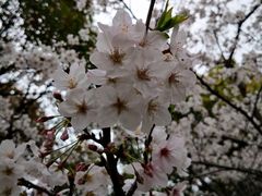 -高东镇樱花园