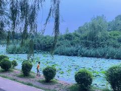 -丁香湖公园